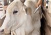 Informações oficiais sobre caso atípico de ‘vaca louca’ devem ser divulgadas até o final desta semana