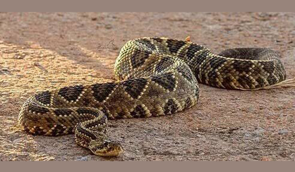 cobras